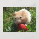 Search for hammy Pet