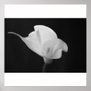Search for calla lilly posters White