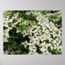 Search for dogwoods posters Floral