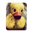 Search for rubber magnets Yellow duck