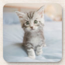 Search for maine coon cat coasters Kitten