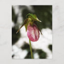 Search for lady slipper postcards Nature