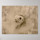 Search for game fowl posters Animal