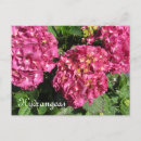 Search for hydrangea postcards Gardens