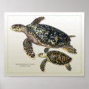 Search for hawksbill art Wildlife