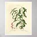 Search for vintage peach illustration posters Botanical