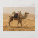 Search for desert animals postcards Sand