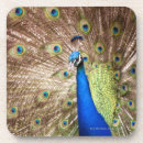 Search for feather coasters Freedom