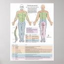 Search for medical art Chart