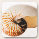 Search for creature barware Nautilus