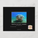 Search for angry turtle I can has cheezburger