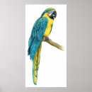 Search for macaws posters Bird