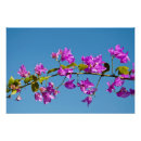 Search for pink bougainvillea flowers posters Mediterranean