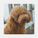 Search for poodle puppy magnets Pet