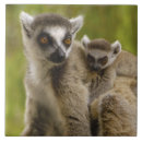 Search for lemur tiles Primate