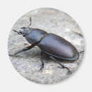 Search for macro magnets Wildlife