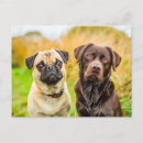 Search for dog friend postcards Pet