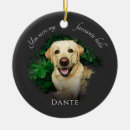 Search for hello pet supplies Rainbow bridge