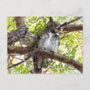 Search for horned postcards Owls