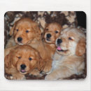 Search for litter electronics Pet
