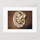 Search for pythons postcards Nature