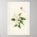 Search for crab apple art Malus
