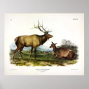 Search for wapiti posters Cervus canadensis