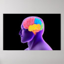Search for human anatomy posters Neuroscience
