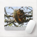 Search for squirrel mouse mats photography
