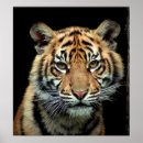 Search for tiger cub posters Young animal