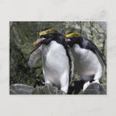 Search for moss postcards Wildlife