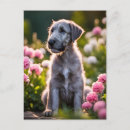 Search for wolfhound postcards puppy
