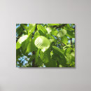 Search for birch tree canvas prints Green