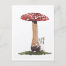 Search for fly agaric postcards Mushroom