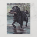 Search for black labrador retriever postcards Pet