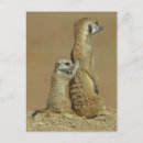 Search for assisted postcards Humour