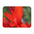 Search for lady in red magnets Flowers