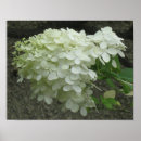 Search for white hydrangeas posters Nature
