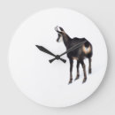 Search for goat clocks Wildlife