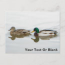 Search for waterfowl invitations Mallard