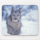 Search for big cat predators mouse mats Fauna