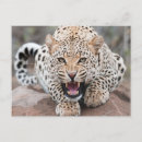 Search for snow leopard horizontal postcards Panthera uncia