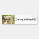 Search for chihuahua bumper stickers Animal