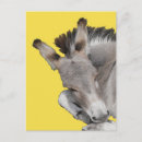 Search for donkey postcards Grey