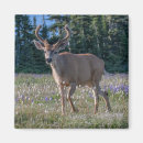 Search for buck deer magnets Forest