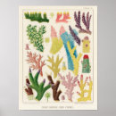 Search for snorkelling posters Vintage