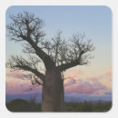 Search for baobab tree stickers Africa