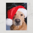 Search for cute golden retriever puppy christmas cards Goldens