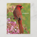 Search for bird watcher vertical postcards Birds and blooms