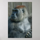 Search for great apes posters Primate